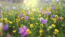 Summer Alpine Meadow With Colorful Wildflowers. Camera Moves Among Grass And Colorful Flowers, Backlight, Sunset. Summer Alpine Green Flora Background