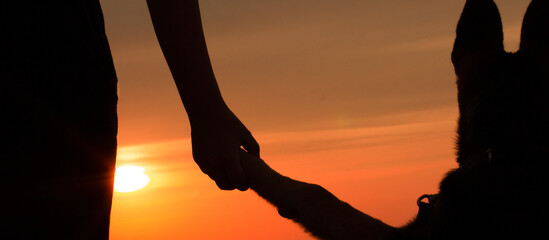 Wall Mural - silhouette of a man and a dog, he handed the owner a paw