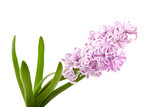 Fototapeta Tulipany - Pink Hyacinth flower isolated white background