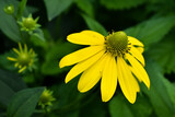 Fototapeta Fototapeta z dmuchawcami na ścianę - Duże, wiosenne, żółte kwiaty na zielonym tle.