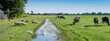 sheep, swans and cows in green grassy meadow with canal near village in noord holland