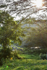 Poster - Vertical shot of the trees in the beautiful forest captured in Thenmala, Kerala, India