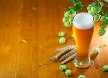 A Glass Of Light Beer And A Branch Of Green Wild Hops On A Wooden Table