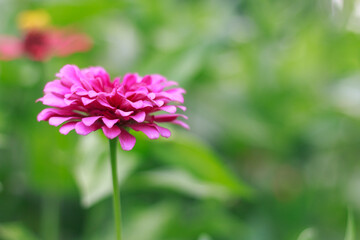 Wall Mural - Fresh pink zinnia flowers in the garden.