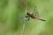 Vierfleck - Libelle // Four-spotted chaser (Libellula quadrimaculata)