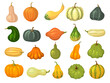 Squash collections. Organic natural healthy food autumn vegetables pumpkin collection isolated recent vector squash pictures in cartoon style