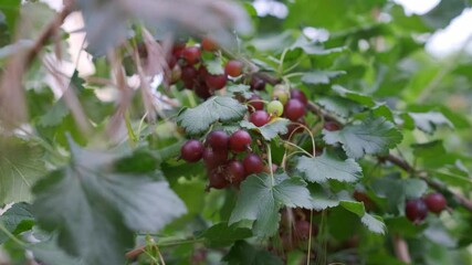 Wall Mural - Black currant bush with berries on a branch. Ripe large black currants hanging on a bush.