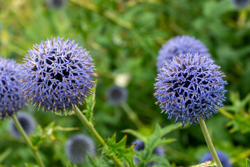 echinops bannaticus blue globe thistle a unique member of the sunflower family that produces bright blue thistle like globe flowers