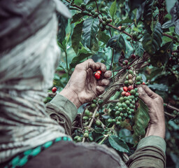 Person picking coffee on a farm in the high mountains