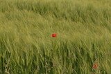 Fototapeta  - poppy in the field