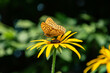 Marbled fritillary sitting on the Rudbeckia. Beauty big butterfly.