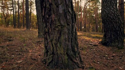 Poster - panorama autumn forest beautiful nature in fall