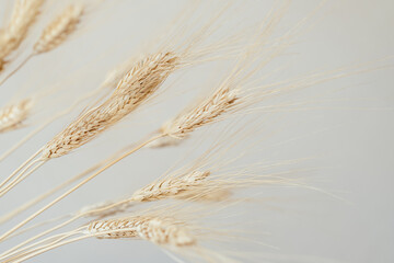 Spikelets of dry rye on a light background. Concept rich harvest. Close up. Selective focus.