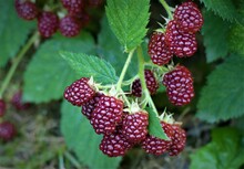 Fresh Blackberries Growing In The Garden In Nature