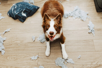 Wall Mural - Puppy dog mischief lying down after bite a pillow and destroy it.