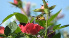 Bee On Rose Flower. Wasp. Colorful Nature. Pollination In Red Flower. Slow-motion. Blue Sky.
