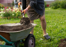 A Woman Uses A Shovel From A Garden Wheelbarrow To Scatter The Ground Or Bury A Planted Tree. Copy Space. Copy Space.