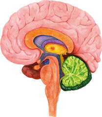 human brain anatomy