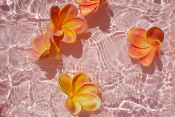 Wall Mural - Top view Plumeria or frangipani on surface of pink water. Ripple of water and Shadow of flower.