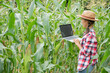 © sutlafk - farmer holding laptop in field for inspecting corn field summer sunny day, Agribusiness concept, agricultural engineer standing in corn field, green corn field in agricultural garden.