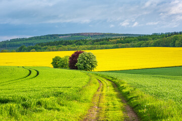 Wall Mural - Farm Track through Fields in Spring, Landscape with Rapeseed in Bloom