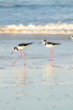 Gropu Of Stilt Birds In The Beach