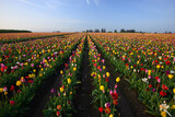 Fototapeta Tulipany - tulip flower