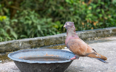 Wall Mural - A thirsty red pigeon drinking water from a copper bowl on the rooftop