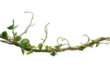Vine Plant Climbing Isolated On White Background. Clipping Path