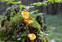 Edible Mushrooms That Grow On A Tree Covered With Moss. Chanterelles Are Photographed In Close-up.