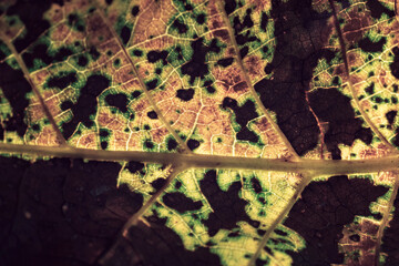 Aufkleber - Close up Detail of a old leaf plant. Beautiful Background pattern for design.