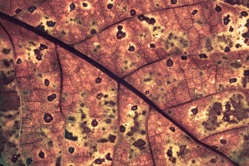 Aufkleber - Close up Detail of a old leaf plant. Beautiful Background pattern for design.