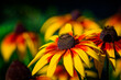 Close-up of a large yellow orange beautiful Rudbeckia flower also known as Black-eyed Susan or coneflower in the garden. Garden summer ornamental flowers. Selective focus. Floral background