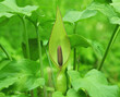 Flower of Lord and ladies or snakeshead plant, Arum maculatum