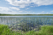 Swamp Lake In Teirumnieki Bog Trail (Rezekne) In Lubana Wetland Complex. Bright Green Peat Moss, Leaves Of Water Plants And Reed. Blue Sky With White Clouds Over It. Panoramic Landscape. 