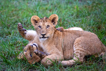 Lion Cubs Playing With Each Other In Maasai Mara, Kenya