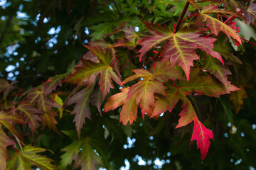 Silver maple autumn foliage