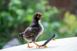 Cute little chicken on a tiny skateboard