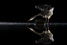 Grey Heron (Ardea Cinerae) Hunting Fish At Night In A Shallow Pool, Reflected In Water