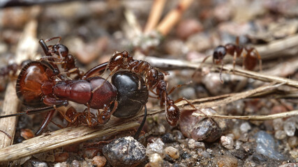 Wall Mural - close-up attack of red forest ants on another large enemy ant