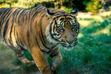 Fototapeta  - czający się groźny tygrys 