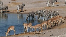 A Herd Of Zebras And Impalas Drink From A Waterhole In Etosha National Park, Northern Namibia, Africa. 