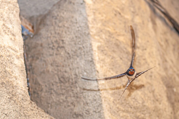 Sticker - Barn swallow (Hirundo rustica) flying in the city