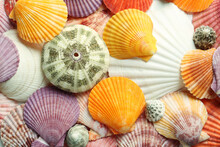 Top View Of Beautiful Different Seashells As Background