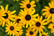 Beautiful yellow flowers in the garden, Black-eyed Susan, Orange coneflower, Perennial coneflower