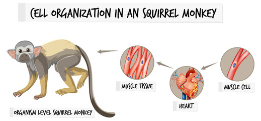 Poster - Diagram showing cell organization in a aquirrel monkey