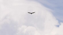 Turkey Vulture Flying Through Majestic White Clouds.