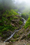 Fototapeta Do pokoju - Mountain river in the forest