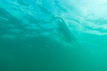 Wall Mural - Silhouette of an athlete swimming in beautiful blue water