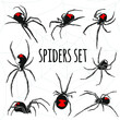 black widow spider vector set